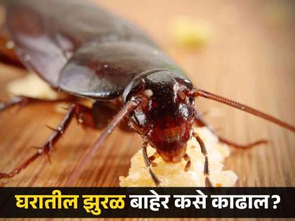 Effective tips to get rid cockroaches from kitchen cockroach | घरातील झुरळं लगेच होतील दूर; मसाल्यांचा 'असा' करा वापर!