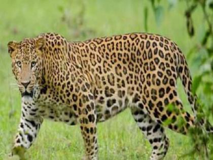 Young woman killed in leopard attack | बिबट्याच्या हल्ल्यात तरुणी ठार, पुसद तालुक्यातील घटना