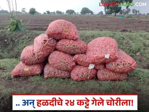 24 bundles of turmeric kept in the field were stolen; 'Varud Chakrapan' farmer in financial crisis | चक्क शेतात ठेवलेले हळदीचे २४ कट्टेच गेले चोरीला; 'वरुड चक्रपान'च्या शेतकऱ्यावर आर्थिक संकट