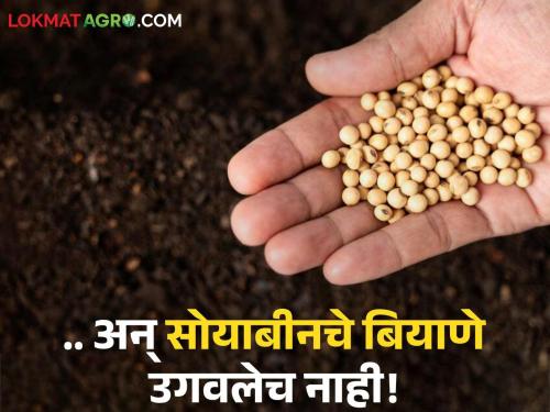 Soybean seeds of a renowned company did not grow at all in this taluka of the state; Farmers were caught with bogus seeds | राज्याच्या 'या' तालुक्यात चक्क नामांकित कंपनीचे सोयाबीन बियाणे उगवलेच नाही; शेतकऱ्यांना बसला बोगस बियाण्यांचा फास