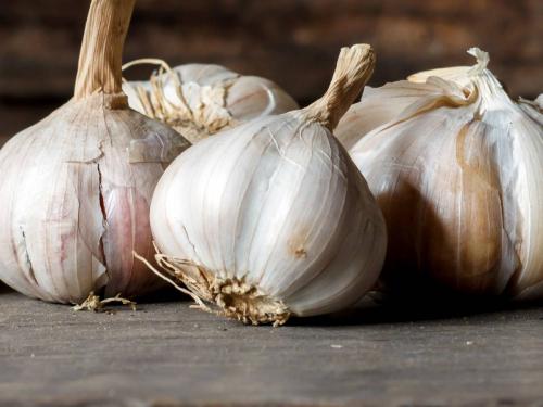 Garlic Prices: The market price of garlic is coming down, the price is getting per kg | Garlic Prices: लसणाचा बाजारभाव उतरताेय, किलोमागे मिळतोय एवढा दर