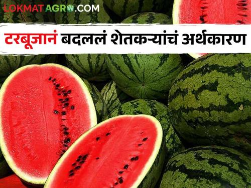 Income of crores from 800 acres of watermelon cultivation, the economy of farmers has changed with watermelon | आठशे एकर टरबूज लागवडीतून कोट्यवधींचे उत्पन्न, टरबूजाने बदलले शेतकऱ्यांचे अर्थकारण