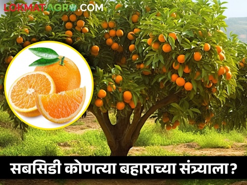 Subsidy exactly for which spring oranges? Ambiguity in governance decisions | सबसिडी नक्की कोणत्या बहाराच्या संत्र्याला? शासन निर्णयात अस्पष्टता