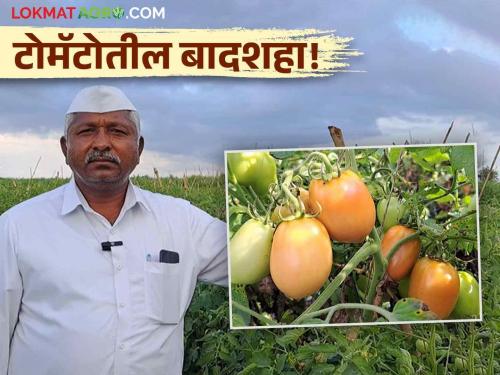 Tomato Success Story 30 years experience in tomato gopal gawari How to create an ideal tomato plot in Junnar taluka? | Tomato Success Story : टोमॅटोमध्ये ३० वर्षांचा अनुभव; जुन्नर तालुक्यातील टोमॅटोचा आदर्श प्लॉट कसा तयार केला?