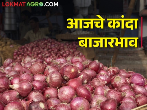Latest News 02 feb 2024 todays onion price in nashik maharashtra | लासलगाव बाजार समितीमध्ये कांदा पुन्हा घसरण, आज काय भाव मिळाला? 