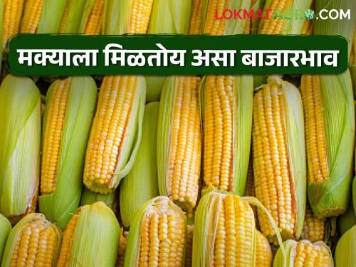 Maize market: What is the current price of maize? How to enter where? | Maize market: मक्याला सध्या काय मिळतोय भाव? कुठे कशी आवक?