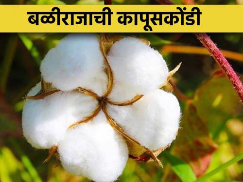 In the wake of the cotton eclipse, delay in research? | कापूस ग्रहणाच्या विळख्यात, संशोधनात दिरंगाई?