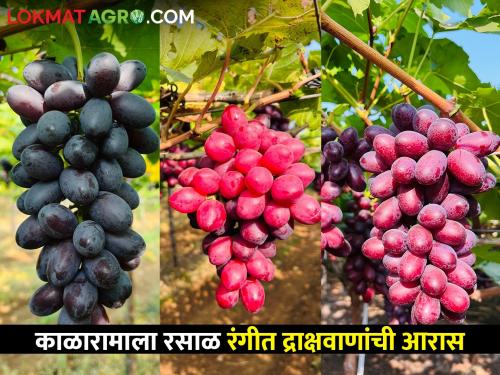 Aras will sell the exportable 'Ara' grape variety to Kalarama, Nashik | निर्यातक्षम 'आरा' द्राक्षवाणाची नाशिकच्या काळारामाला करणार आरास