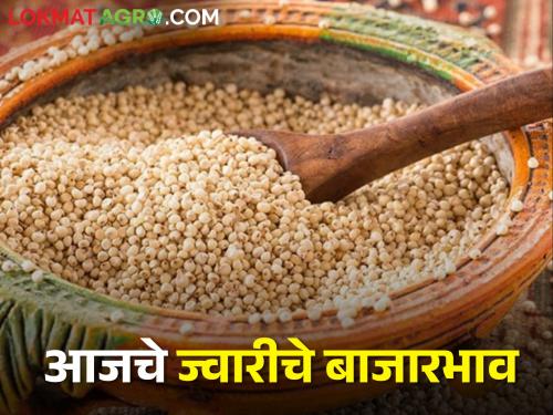 Latest News 03 April 2024 todays Sorghum market price in maharashtra market yard | Sorghum Market : शाळू, लोकल, मालदांडी ज्वारीला मिळतोय सर्वाधिक भाव, आजचे ज्वारीचे बाजारभाव