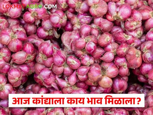 Latest News 3 june2024 todays red summer onion market price check bajarbhav | Onion Bajarbhav : लाल-उन्हाळ कांदा दरात बदल, आज कुठे-काय भाव मिळाला? वाचा सविस्तर