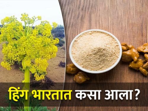 How did asafoetida, which is used in food all over the world, come to India? | जगभरातल्या जेवणात वापरला जाणारा हिंग भारतात कसा आला?