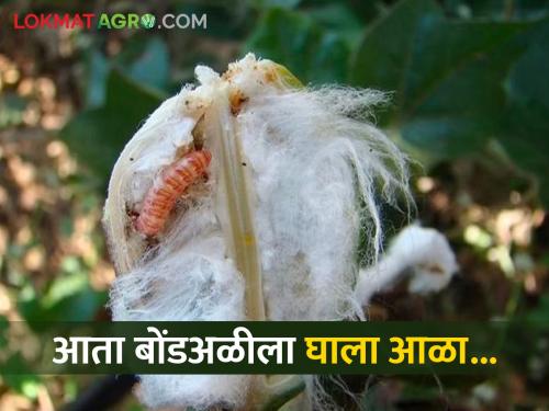 If you want to treat bollworms in cotton, avoid ratoon crop in cotton | कापसातील बोंडअळीला घालायचा असेल आळा, तर फरदडचा मोह टाळा