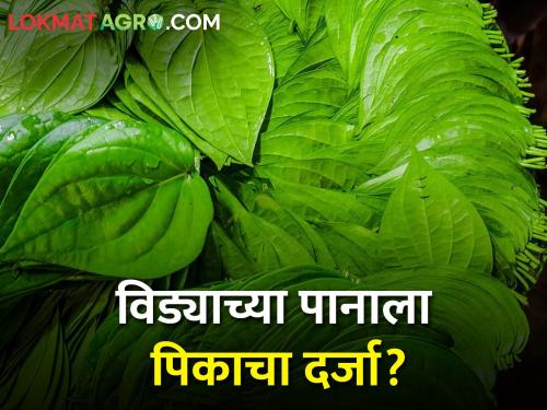 Crop quality of vidya leaf? Also demand insurance coverage | विड्याच्या पानाला पिकाचा दर्जा? विमा संरक्षणाचीही मागणी