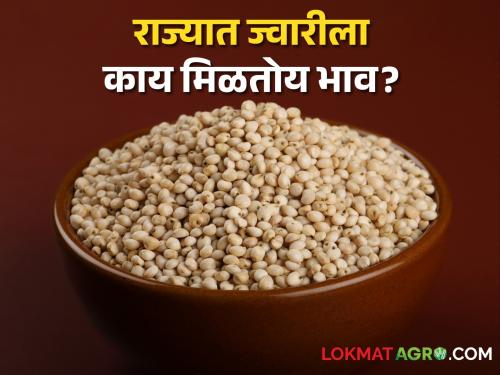 Sorghum Market today: In the state today including Shalu, Maldandi, Dadar sorghum, what are the prices? | Sorghum Market today: राज्यात आज शाळूसह, मालदांडी, दादर ज्वारीची आवक, काय मिळतोय भाव?