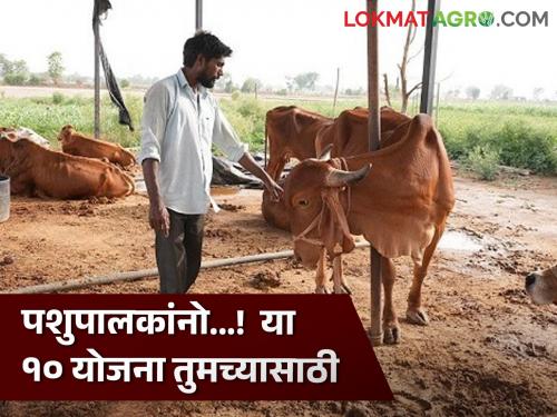 Animal Husbandry Scheme : Animal husbandry? 'These' 10 Schemes of Animal Husbandry Department for you! | Animal Husbandry Scheme : पशुपालन करताय? पशुसंवर्धन विभागाच्या 'या' १० योजना तुमच्यासाठी!