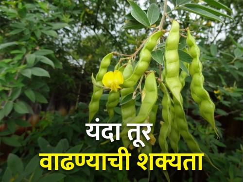 Arhar crop production likely to increase this year | तुरीचे पीक जोमात; यंदा उत्पन्न वाढण्याची शक्यता