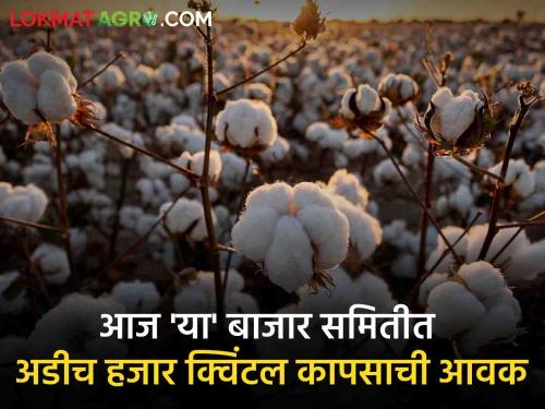 Cotton Rates Today market yard kharip season rates frp cultivation monsoon rain sowing | Cotton Rates Today : मागच्या हंगामातील कापसाची अजूनही आवक! किती मिळतोय दर?