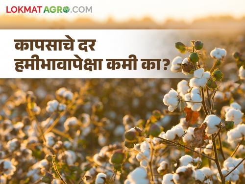 Cotton Rates : Why cotton rates are low before Dussehra Muhurta shopping? What are the reasons? | Cotton Rates : दसऱ्याच्या मुहूर्ताच्या खरेदीआधी कापसाचे दर कमी का आहेत? काय आहेत कारणे?