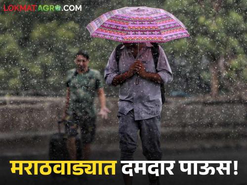 Maharashtra Rain: Heavy rain in 4 districts of Marathwada and continuous rain in 4 districts | Maharashtra Rain : मराठवाड्यातील ४ जिल्ह्यात मुसळधार तर ४ जिल्ह्यांत संततधार
