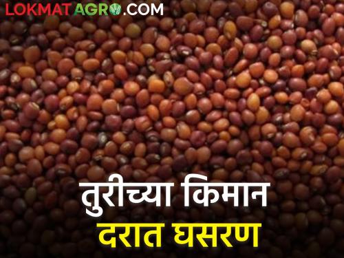 maharashtra agriculture farmer minimum rate of Turi at 6 thousand Know today's rates | तुरीचे किमान दर ६ हजारांवर; जाणून घ्या आजचे दर