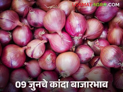 Latest News Kanda Market Onion rate shines in Solapur Lasalgaon, Pimpalgaon onion mandi | Kanda Market : लासलगाव, पिंपळगावसह सोलापूर बाजारात कांद्याला चमक आली, वाचा आजचे दर