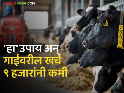 Dairy Solution : Do home remedy and save 9 thousand in the cost of cow feed | Dairy Solution : 'हा' घरगुती उपाय करा अन् गाईच्या खाद्यावरील खर्चात करा ९ हजारांची बचत