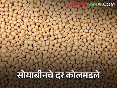 maharashtra agriculture farmer todays soybean rates in market yard | आजही सोयाबीनला मिळाला नाही हमीभावाएवढा दर