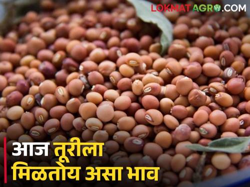 Market Yard: In the state today, thuri is getting the highest price in this market committee.. | Market Yard: राज्यात आज तूरीला सर्वाधिक भाव या बाजारसमितीत मिळतोय..