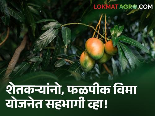 horticulture Crop insurance deadline to apply for crop insurance scheme | Crop insurance : फळपीक विमा योजना लागू! अर्ज करण्याची 'ही' आहे अंतिम मुदत