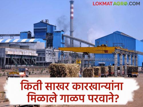 Sugar Factory Even after 20 days of silt only sugar factories in the state are open | Sugar Factory : गाळपाला २० दिवस उलटले तरी राज्यातील 'एवढेच' साखर कारखाने सुरू