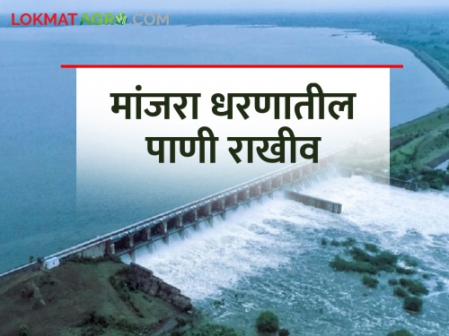 Water reserve in Manjra Dam; Crops hit, how much water is left? | मांजरा धरणातील पाणी राखीव; पिकांना फटका, किती पाणीसाठा शिल्लक?