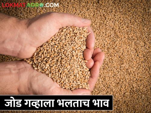 The production of conventional old 'jod wheat', sold at 50 per cent higher than other varieties | पारंपरिक अशा जुन्या 'जोड गव्हाचे' घेतले उत्पादन, अन्य वाणांच्या तुलनेत ५० टक्के अधिक दराने विक्री