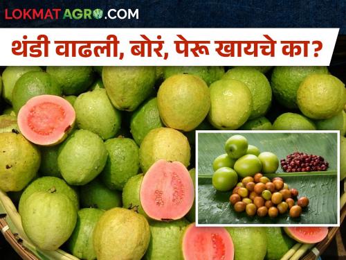 It's getting cold! Which fruits should be included in the diet? Currently the price of fruits... | थंडी वाढतेय! कोणत्या फळांचा कराल आहारात समावेश? सध्या फळांचा भाव...