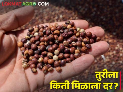 maharashtra agriculture farmer todays tur market rates | जाणून घ्या आजचे सविस्तर तुरीचे दर