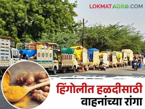 Turmeric Market: Arrival of seven thousand quintals of turmeric in Hingoli; Queues of vehicles | Turmeric Market: हिंगोलीत सात हजार क्विंटल हळदीची आवक; वाहनांच्या रांगा