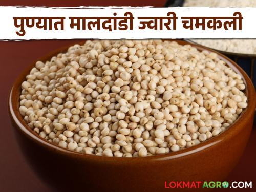 Today's Sorghum Market: In Pune, Maldandi Sorghum fetches the highest price in the morning session | आजचा ज्वारी बाजार: पुण्यात मालदांडी ज्वारीला सर्वाधिक, सकाळच्या सत्रात मिळतोय एवढा भाव