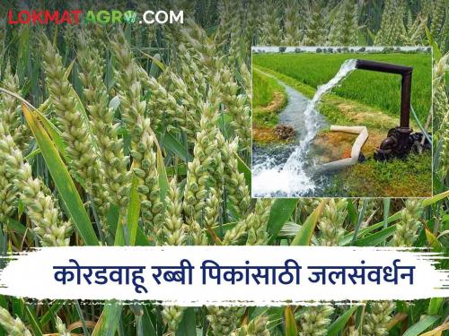 Rabi Crops water management hydroponics for better production of dryland rabi crops  | Rabi Crops : कोरडवाहू रब्बी पिकांच्या चांगल्या उत्पादनासाठी 'असे' करा जलसंवर्धन 