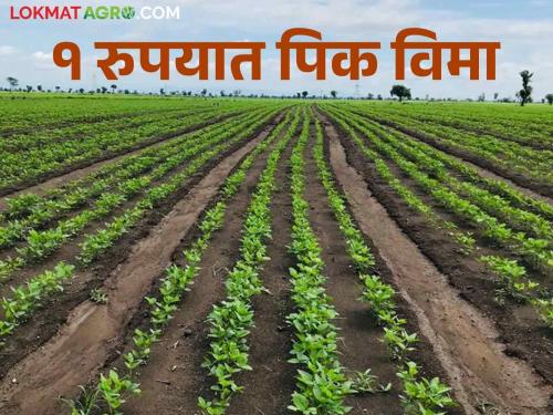 Kharif Pik Vima: crop insurance will be available for this year's kharif for one rupee | Kharif Pikvima यंदाच्या खरीपसाठीही मिळणार एक रुपयात पिक विमा