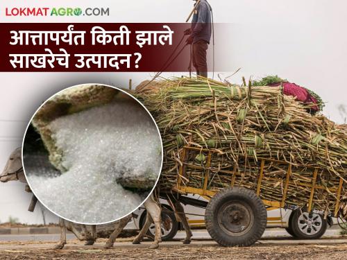 How much sugarcane has been sifted, how much sugar has been produced | राज्यभरात किती झालंय उसाचं गाळप? एवढे झाले साखरेचे उत्पादन