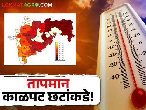 Temperature Maharashtra: From Konkan to Vidarbha, the temperature map turns dark! Where is the temperature in Maharashtra? | Temperature Maharashtra: कोकणातून विदर्भाकडे जाताना तापमानाचा नकाशा काळपट छटांकडे! महाराष्ट्रात कुठे कसे तापमान?