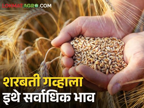 Wheat Market: Sharbati Ghavala has the highest market price in this market, what is the situation in the rest of the places? | Wheat Market: शरबती गव्हाला या बाजारसमितीत सर्वाधिक बाजारभाव, उर्वरित ठिकाणी काय स्थिती?