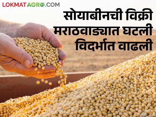 Inflows slow in Marathwada, sale of soybeans higher in Vidarbha, prices are getting | मराठवाड्यातील आवक मंदावली, विदर्भात सोयाबीनची विक्री अधिक, मिळतोय असा दर