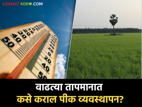 The temperature has increased, how will the farmers of Marathwada manage the crops? | तापमानाचा पारा वाढलाय, मराठवाड्यातील शेतकऱ्यांनी पिकांचे कसे कराल व्यवस्थापन ?