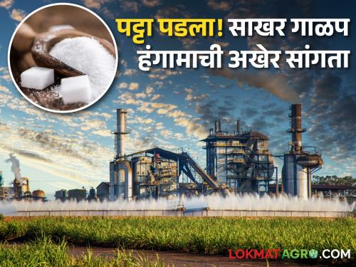 Sugarcane Cruising factories Season stop this year how many sugar production | Sugarcane Crushing Season : राज्यातील साखर गाळप हंगामाची अखेर सांगता! किती झाले साखर उत्पादन?