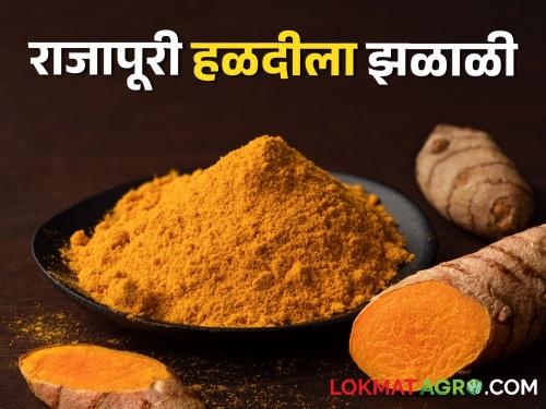 Turmeric Market: In Sangli, Rajapuri Turmeric is fetching high price per quintal | turmeric Market: सांगलीत राजापूरी हळदीला झळाळी, क्विंटलमागे असा भाव मिळतोय