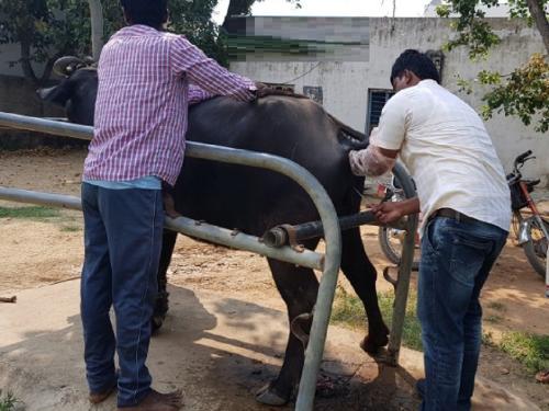 Free service in government hospitals, when in veterinary clinics? | सरकारी रुग्णालयात निशुल्क सेवा, पशुवैद्यकीय दवाखान्यात कधी?