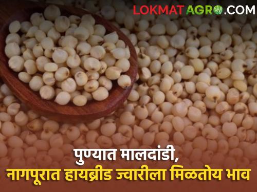 Sorghum market: Maldandi in Pune and hybrid sorghum in Nagpur have the highest prices | sorghum market: पुण्यात मालदांडी तर नागपूरच्या हायब्रीड ज्वारीला सर्वाधिक भाव