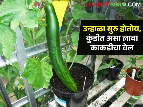 Home grown cucumbers in summer, vines that can be planted in pots too, these simple tips will come in handy.. | उन्हाळ्यात घरच्या काकड्यांचा गारवा, कुंडीतही लावता येईल वेल, या सोप्या टिप्स येतील कामी..