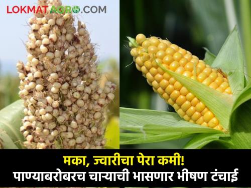 Maize, sorghum planting less Along with water, there will be severe shortage of fodder maharashtra state agriculture rabi season | मका, ज्वारीचा पेरा कमी! पाण्याबरोबरच चाऱ्याची भासणार भीषण टंचाई