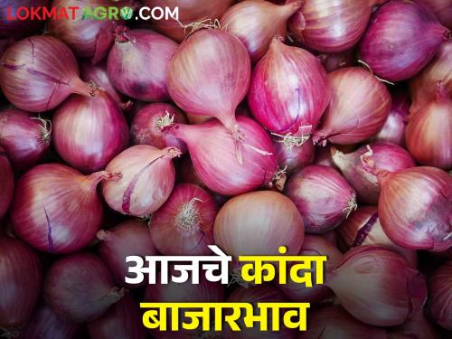 Latest News 14 Feb 2024 Todays Market Price on onion in maharashtra | लासलगाव, सोलापूर, नागपूर बाजारसमितीत कांद्याला काय भाव मिळाला, आजचे बाजारभाव 